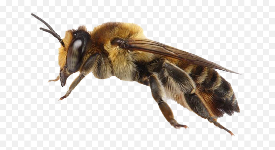 Bee Png Transparent Images Free - Honeybee,Bee Transparent Background