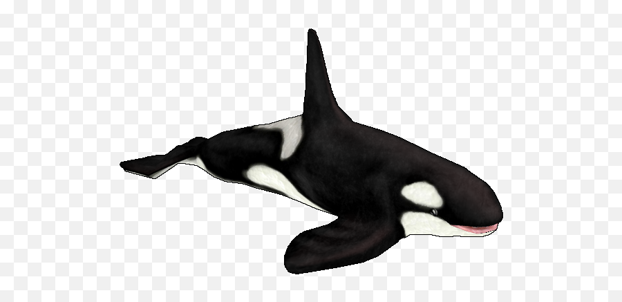 Orca - Killer Whale Png,Orca Png