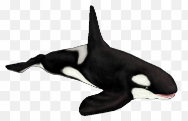 Orca - Killer Whale Png,Orca Png