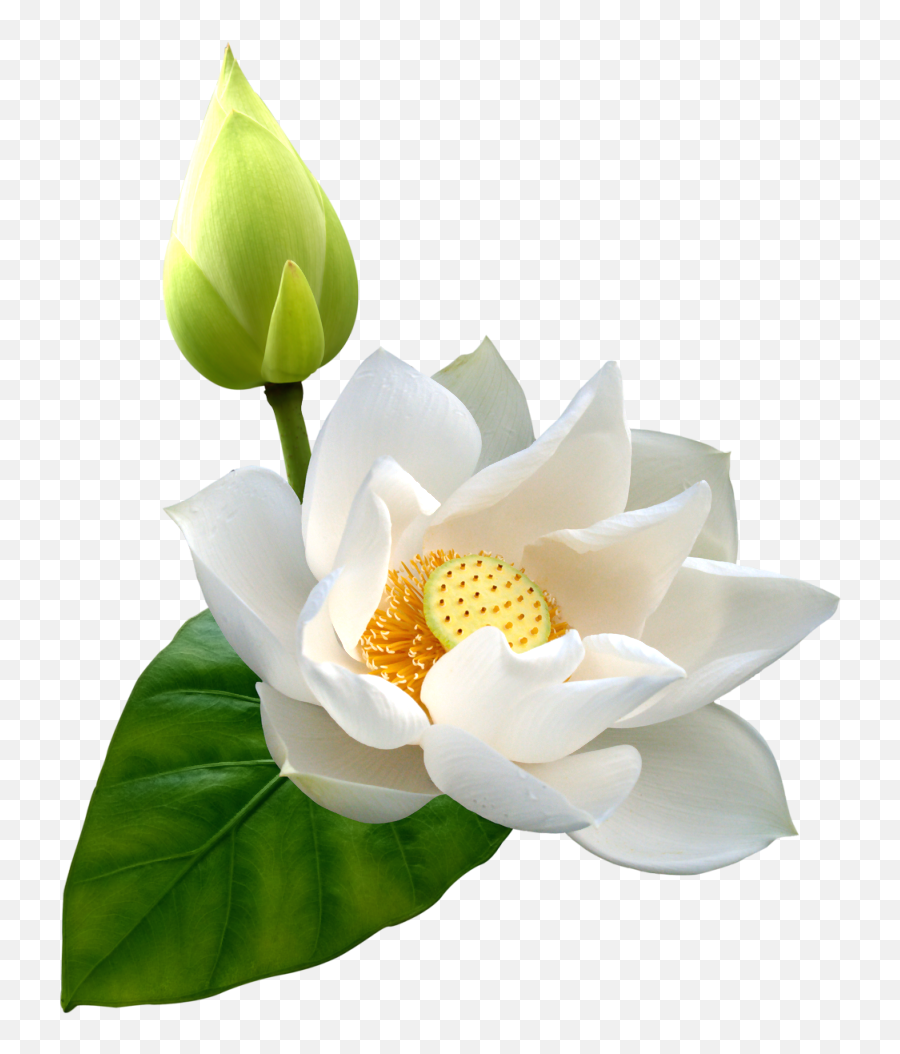 White Lotus Png Clip - White Lotus Flower Hd,Lotus Png