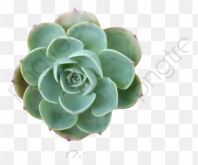 Succulent Plants Clipart - Succulents Png,Succulent Png