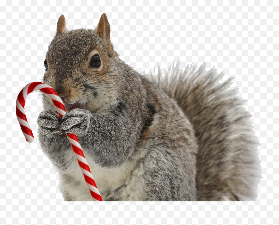 Squirrel Png Transparent Image - Squirrel With Candy Cane,Squirrel Transparent Background