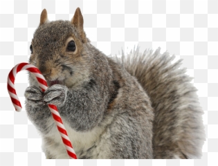 Squirrel Png Transparent Image - Squirrel With Candy Cane,Squirrel Transparent Background