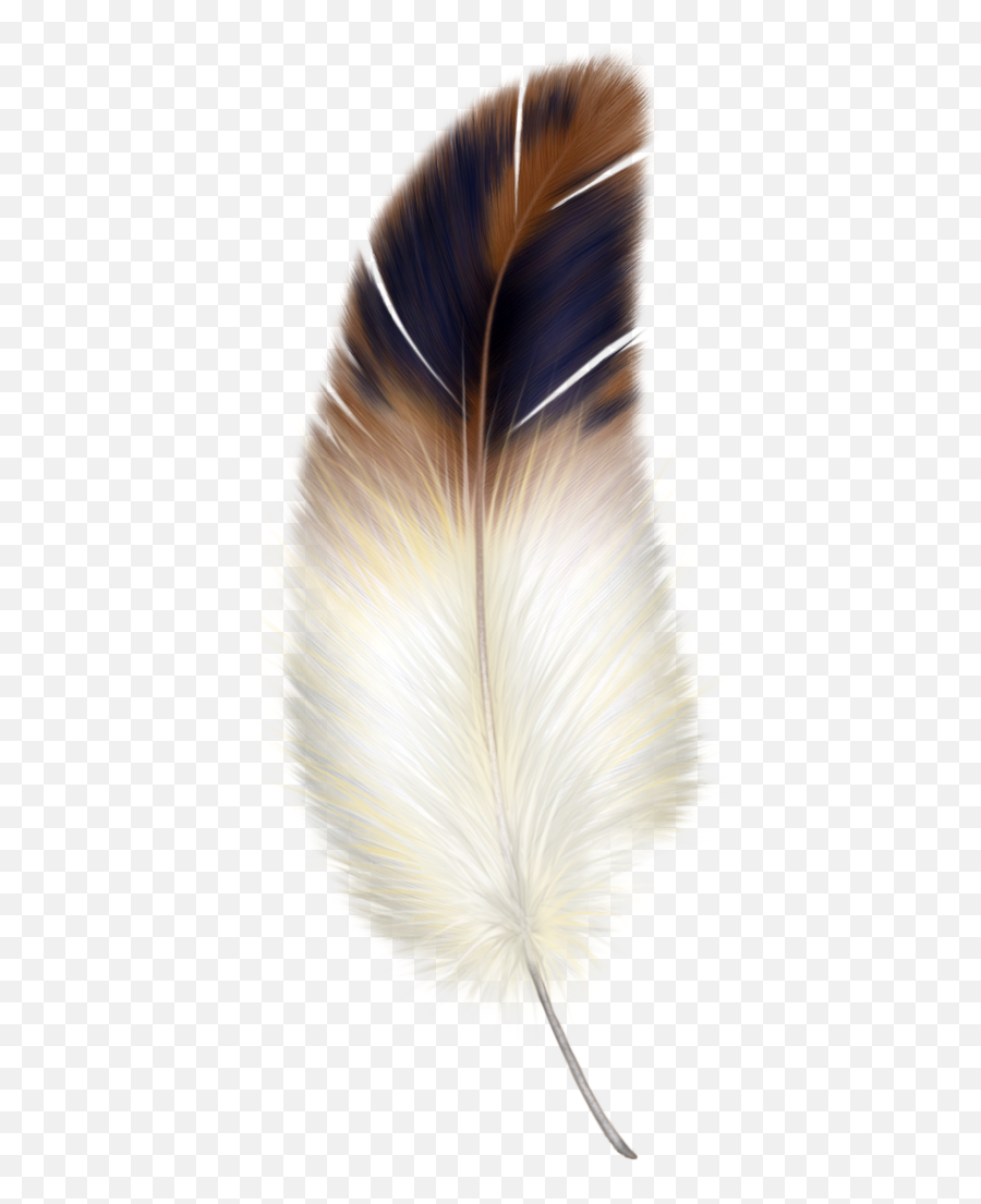 Good Morning Everyone Wasnt Chriss - Bird Feather Clipart Png,Black Feathers Png