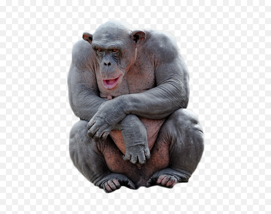 Hairless Chimp Png - Hairless Chimp,Chimp Png
