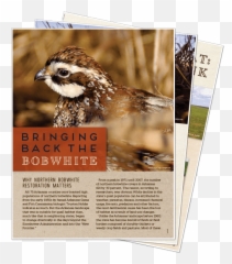 State Quail Plans U2013 Nbci - Song Sparrow Png,Quail Png