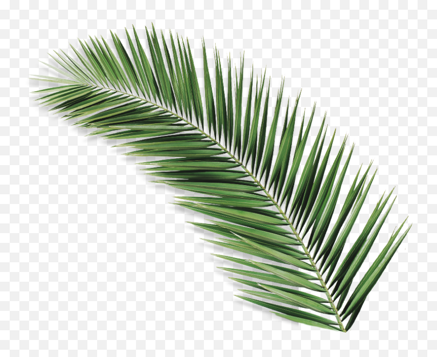 Download Palmolive Natureza Secreta Açaí - Palm Leaf Iii Palm Tree Leaf Png,Palm Leaf Png