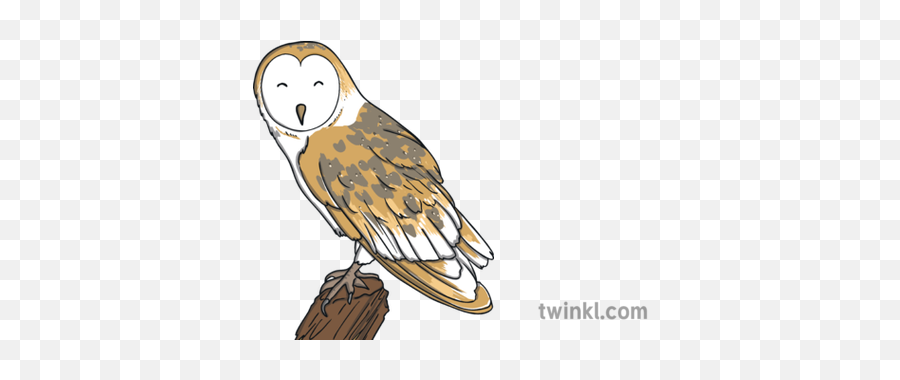 Barn Owl Bird Animal Woodland Farm Usa Ks1 Illustration - Twinkl Barn Owl Png,Barn Owl Png