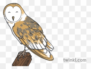 Barn Owl Bird Animal Woodland Farm Usa Ks1 Illustration - Twinkl Barn Owl Png,Barn Owl Png