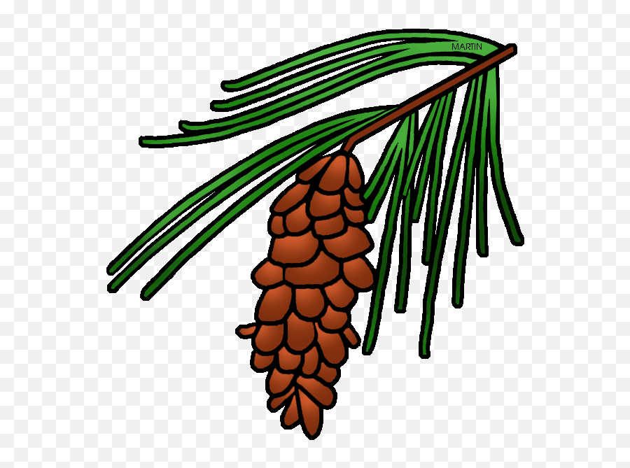 Pine Tree Clipart State - Pine Cone Tree Clipart Png State Flower Of Maine,Pine Tree Branch Png