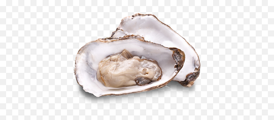 Our Products - Oesters In De Zee Png,Oysters Png