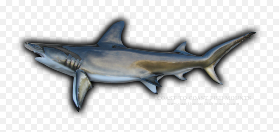 118 Hammerhead Shark Fish Mount Replica - Bronze Hammerhead Shark Png,Hammerhead Shark Png