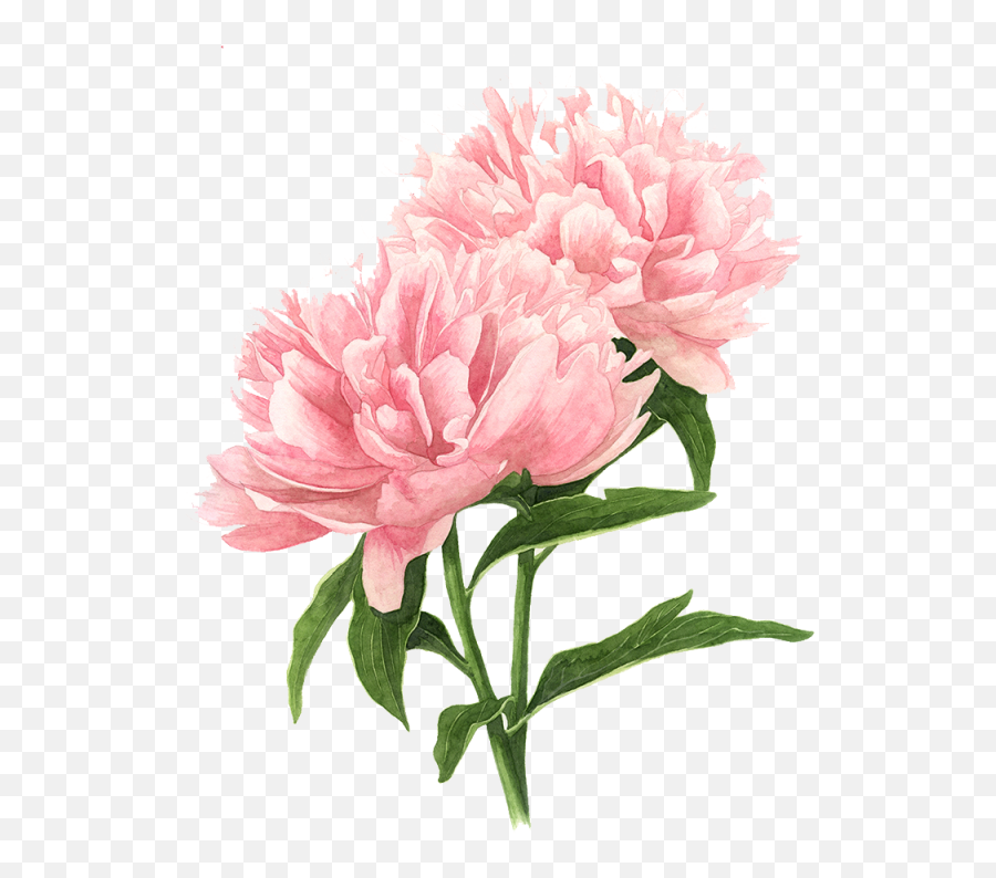 Flower Peony Tree Watercolor Drawings - Botanical Peony Drawing Png,Peony Png