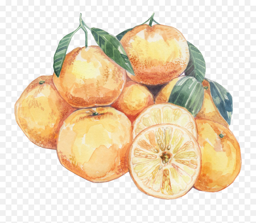 Oranges - Clementine Png,Oranges Png