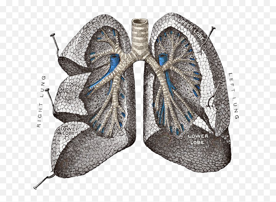 Lungs Png Image - Pope Lung,Lung Png