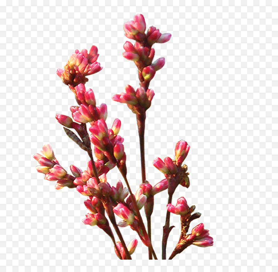Japanese Flower Png - Twig,Japanese Flower Png