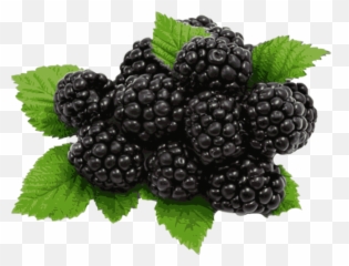 Blackberries Png Files - Blackberry Png,Blackberries Png