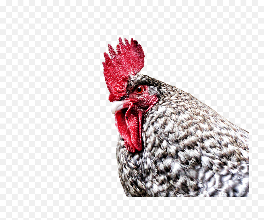 Gockel Hahn Hen Dangerous - Rooster Png,Rooster Png