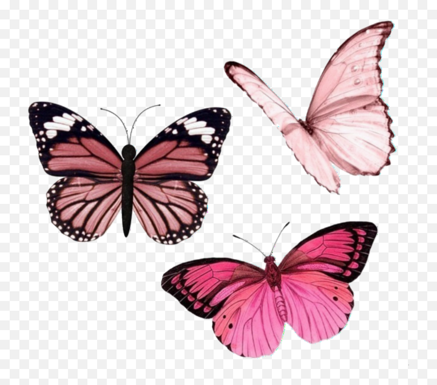 Overlay Shared By - Pink Butterfly Overlay Png,Png Butterfly