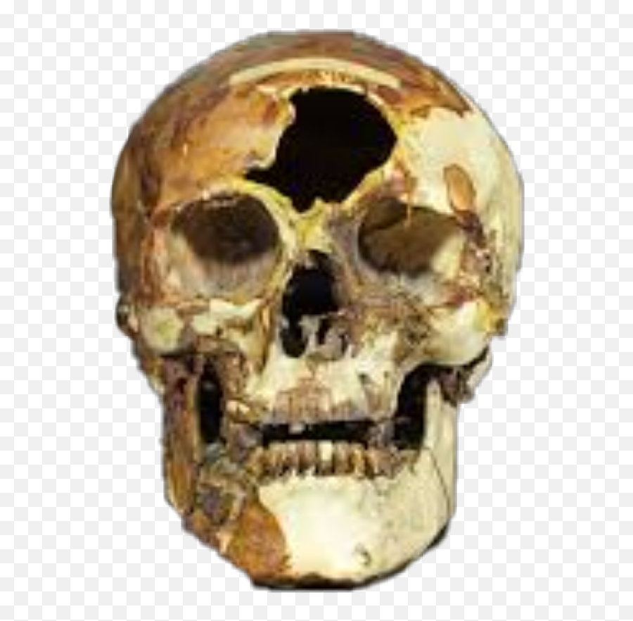 Skull - Skull Png,Skull And Bones Png