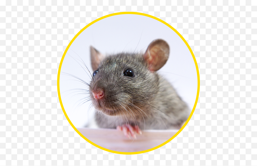 Pest Control Services Canton - Remove Pests And Wildlife Brown Rat Png,Mouse Rodent Icon