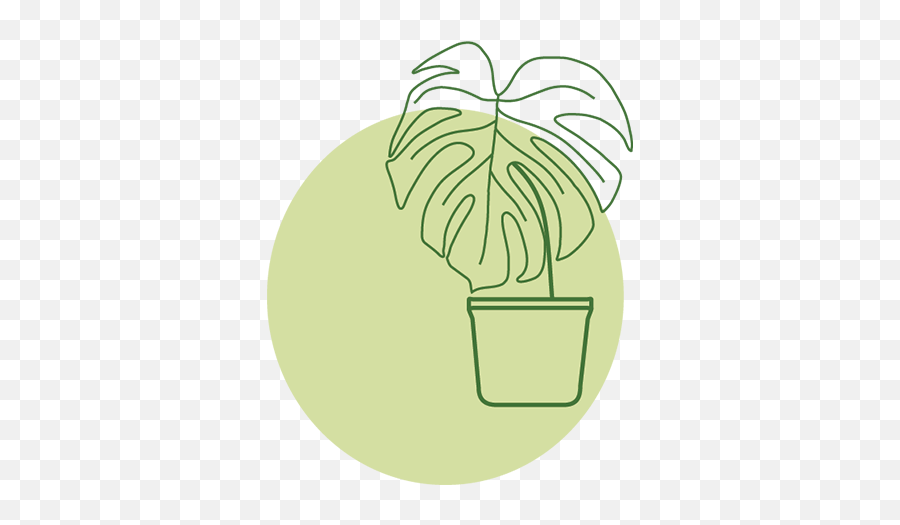 Greenhouse Co - Buy Indoor Plants Online Delivered Fresh To For Indoor Png,Succulent Icon Transparent
