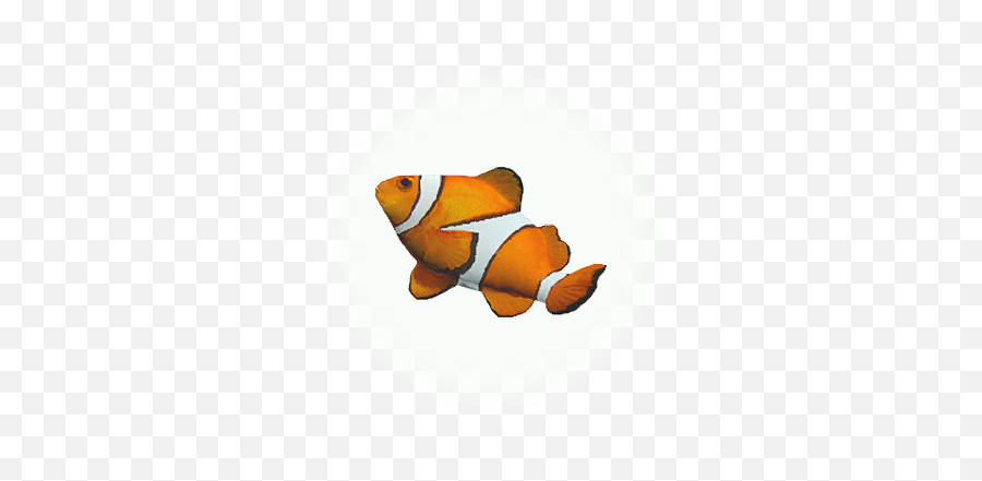 Bdo Clownfish Knowledge Database - Bdo Clownfish Png,Clownfish Icon