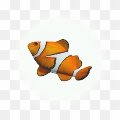 Bdo Clownfish Knowledge Database - png