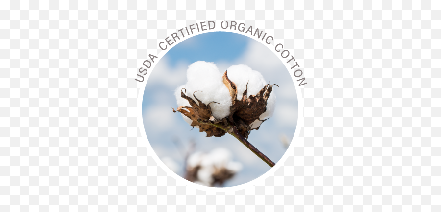 Organic Cotton Plus Latex Futon Mattress All Natural - Cni Church Logo Png Rounds,Cotton Icon