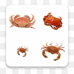 Download Oblivion Whatsapp Stickers Apk Free - Dungeness Crab png