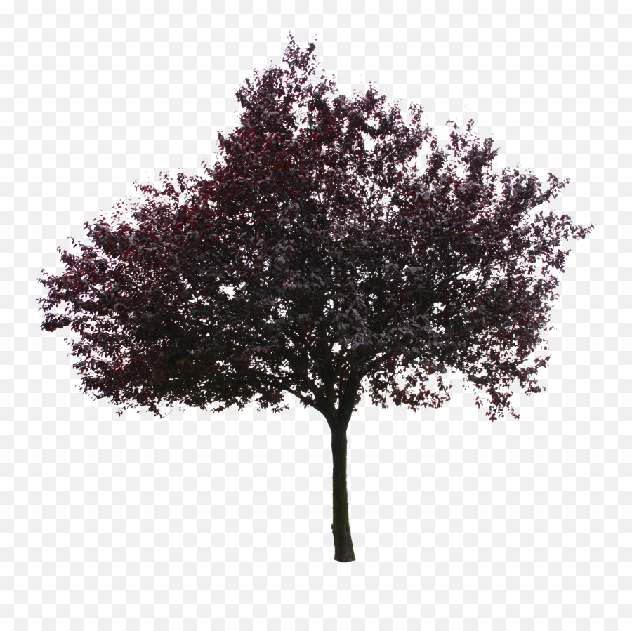 Tree Png - Red Beech Png,Red Tree Png