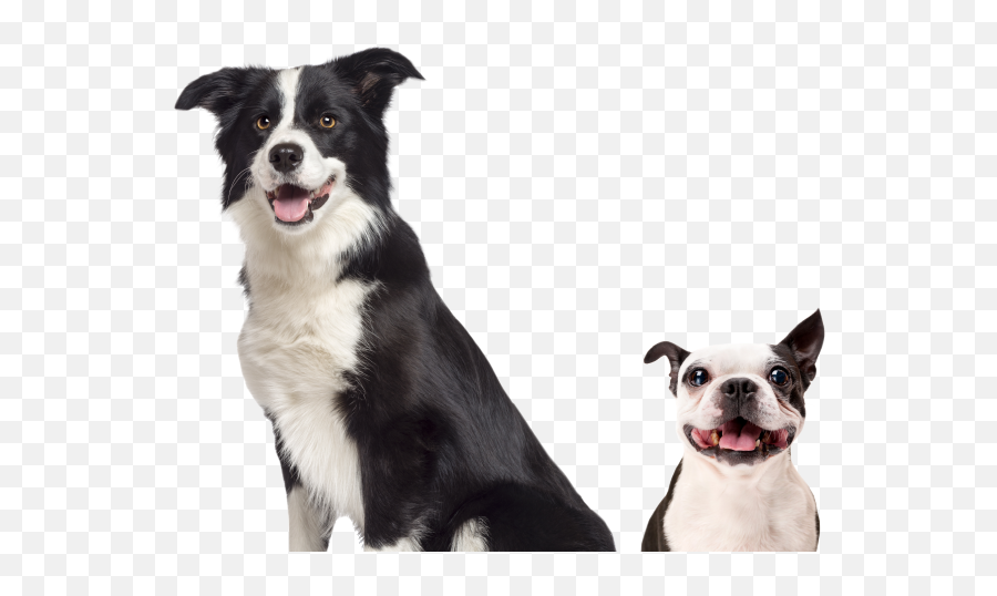 The Groom Room Mobile Pet Grooming - Border Collie Sat Down Png,Icon Border Collies