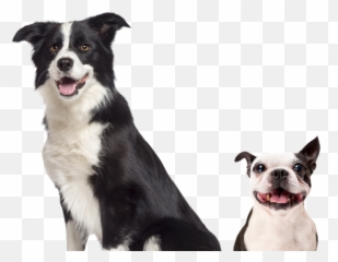 The Groom Room Mobile Pet Grooming - Border Collie Sat Down png