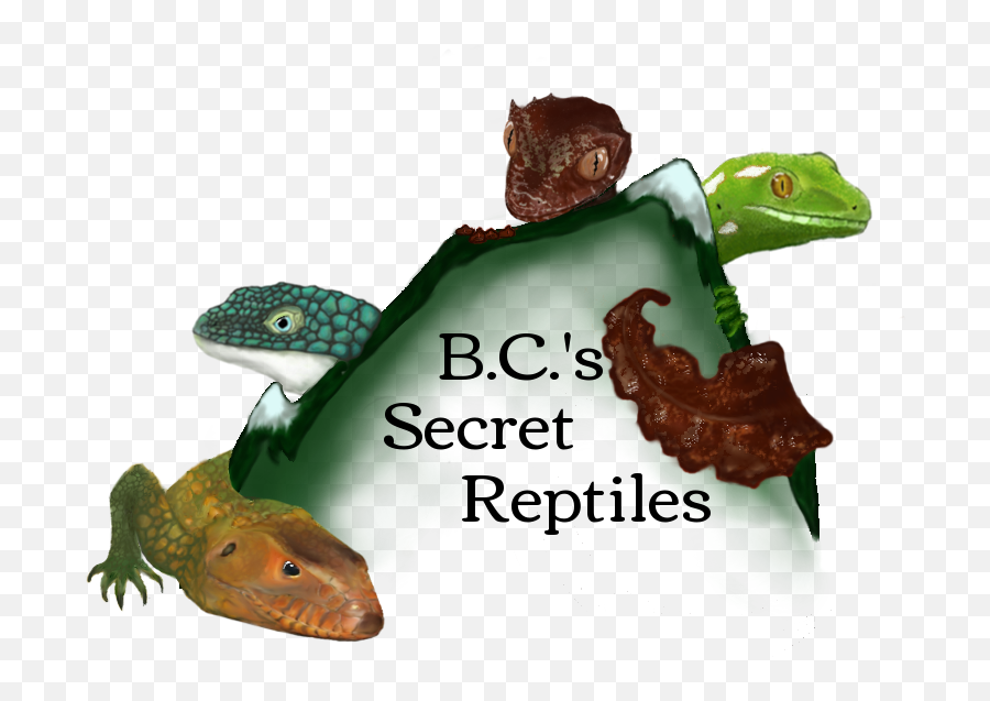Download S Secret Reptiles Logotwo - Dragon Lizard Png,Reptiles Png