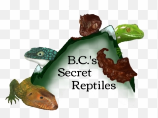 Download S Secret Reptiles Logotwo - Dragon Lizard Png,Reptiles Png