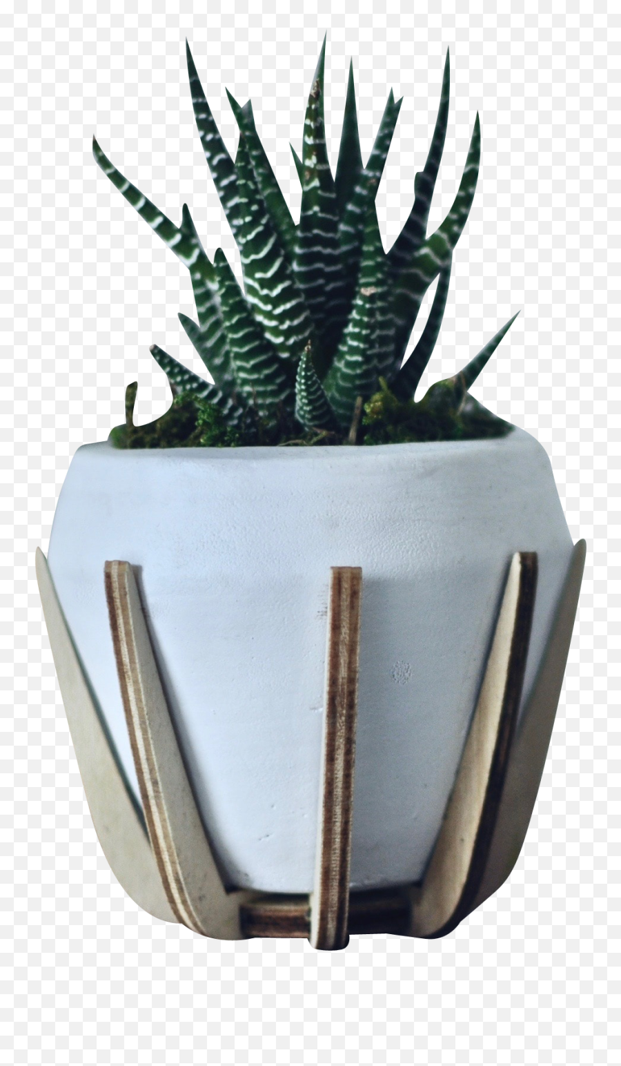 Green Zebra White Pot Transparent Background Png - Free Agave,Green Transparent Background