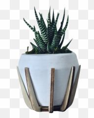 Green Zebra White Pot Transparent Background Png - Free Agave,Green Transparent Background