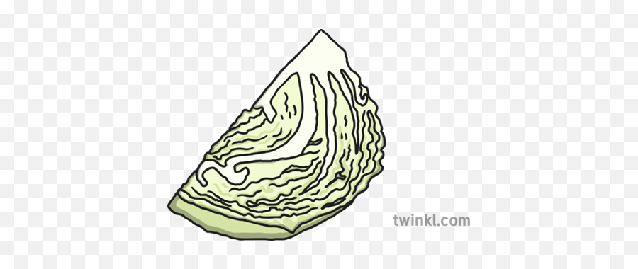 Quarter Cabbage Illustration - Twinkl Clip Art Png,Cabbage Png