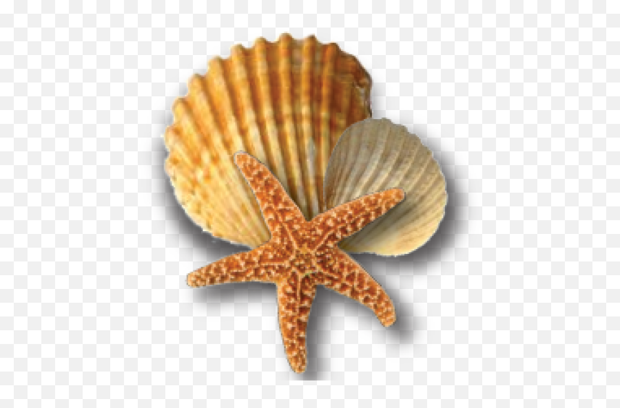 Cropped - Starfish And Seashells Png,Shell Png