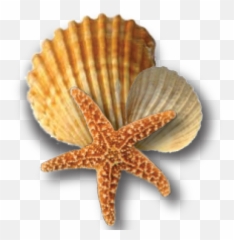 Cropped - Starfish And Seashells Png,Shell Png