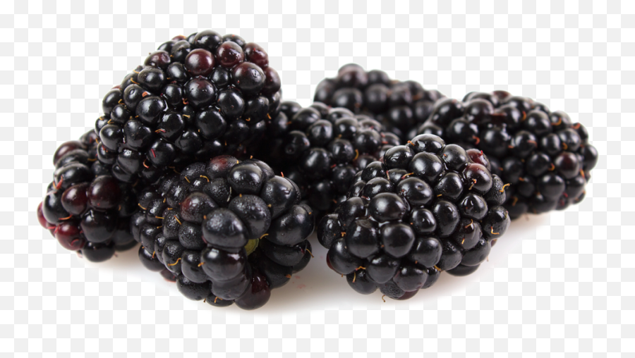 Kotata Blackberries - Spooner Berries Spooner Farms Inc Blackberry Png,Berries Png