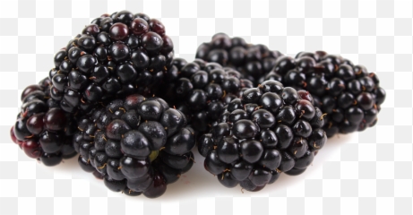 Kotata Blackberries - Spooner Berries Spooner Farms Inc Blackberry Png,Berries Png