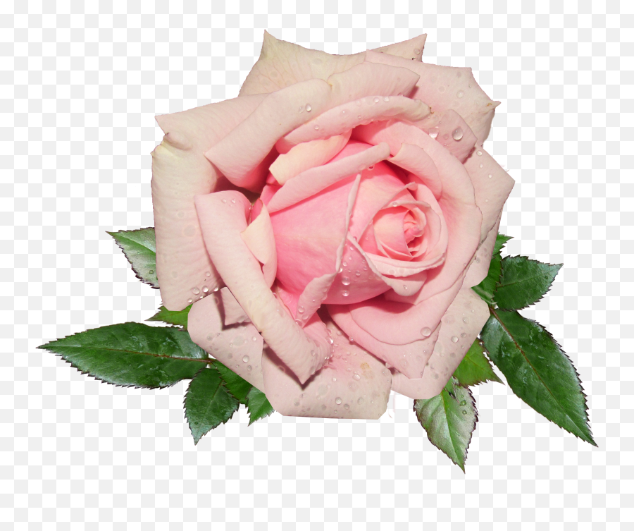 Download Fresh Pink Rose Png Image For Free - Pink Rose Transparent Background,Rose Transparent