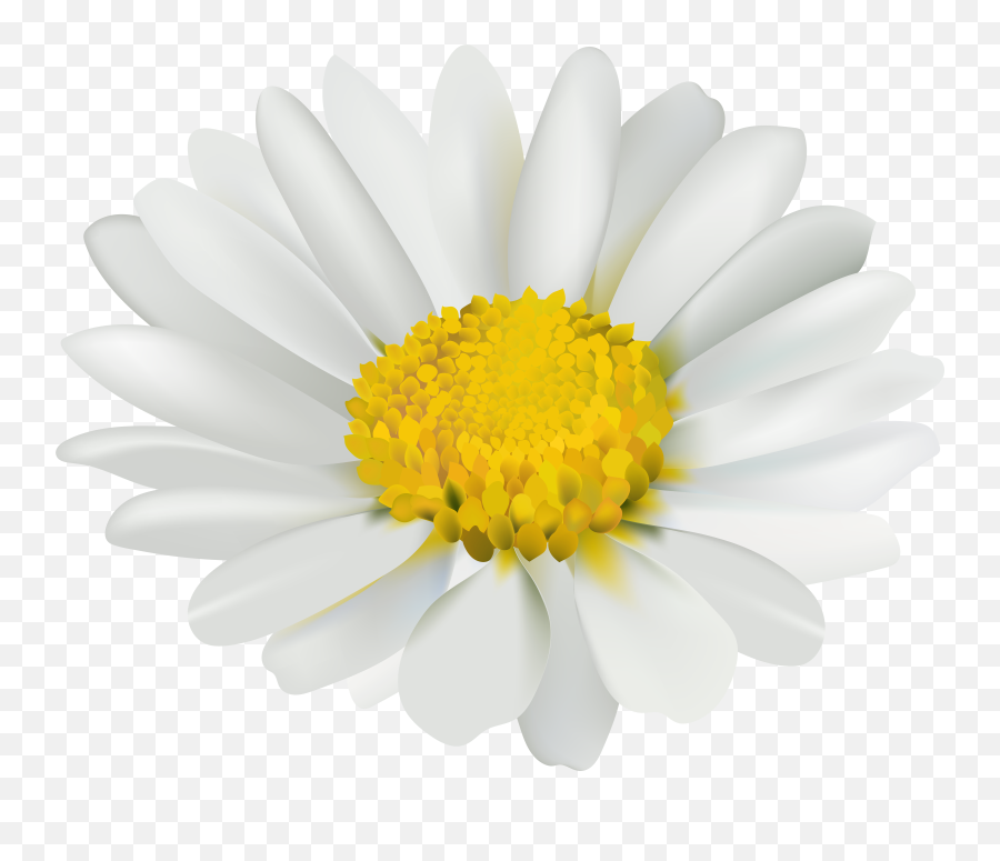 Download Chamomile Png Image With