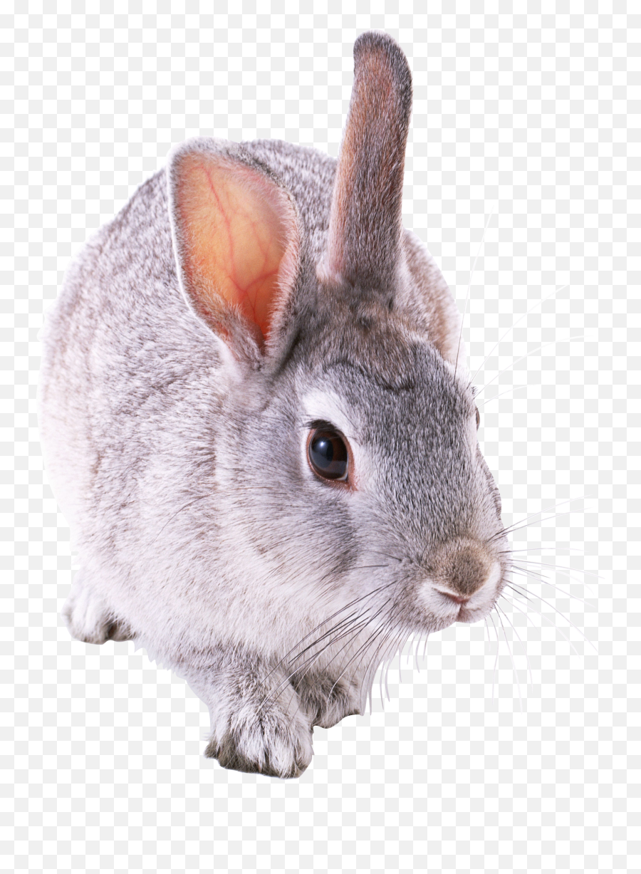 Rabbit Transparent Png Image - Chinchilla Rabbit Png,Rabbit Transparent