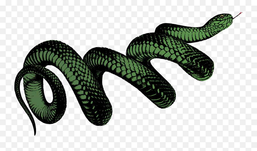Australia Pseudechis Porphyriacus Black - Transparent Background Snake Png,Snake Transparent Background