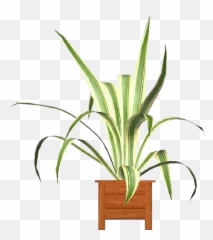 3d Flowers - Agave Americana Marginata Acca Software Houseplant Png,Agave Png