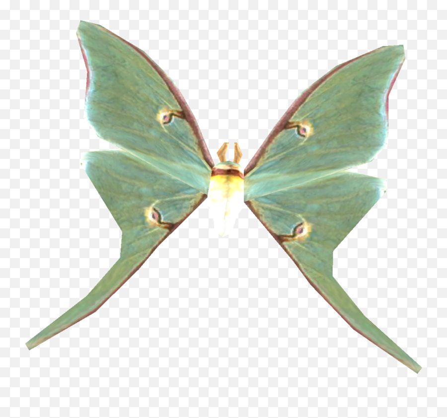 Luna Moth - Transparent Luna Moth Png,Moth Png