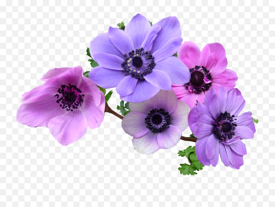 Anémone Png 4 Image - Anemone Flower Png,Anemone Png