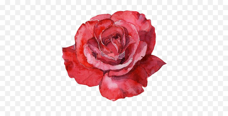 Watercolor Roses Png Picture - Water Color Red Rose,Watercolor Roses Png